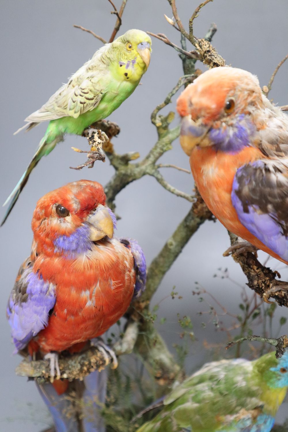 Henry Ward (1812-78) - A Victorian taxidermic group of five birds, attached makers label within, Oxford Street, London, under glass do